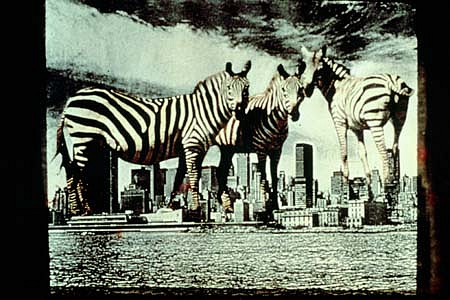 Anita Steckel
Giant Zebras on NY, early 80's
montage, 60 x 72 inches