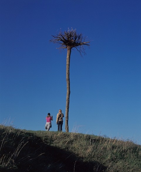 Elpida Hadzi Vasileva
Live Cycle (detail), 2004
two oak trees, one upright, one upside down
Knowle West Health Park, Bristol, UK