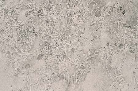 Daniel Zeller
Lung City (Detail), 2000
graphite on paper