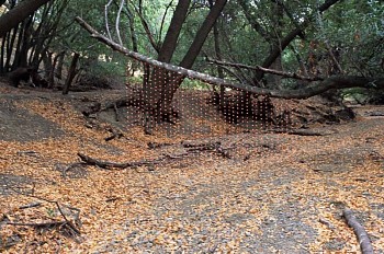 Lorraine Weglarz -&nbsp;Whispers