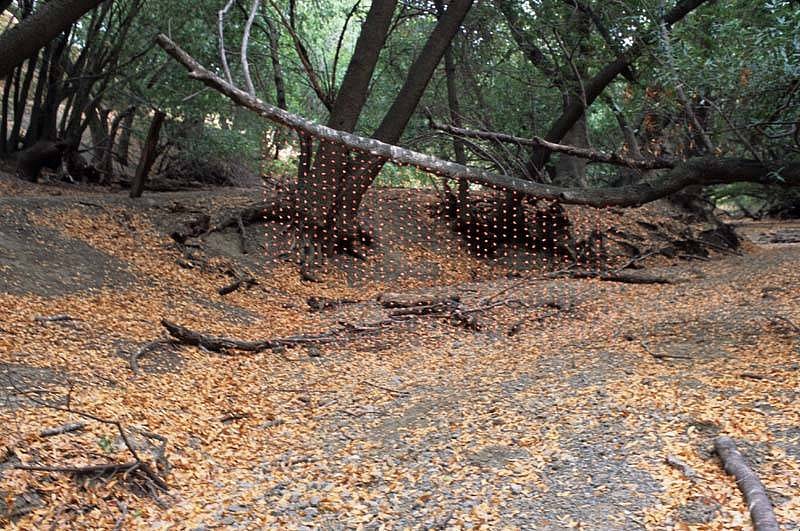 Lorraine Weglarz
Whispers, 2005
ear plugs, monofilament, dimensions variable