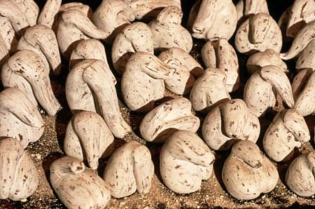 Ernesto Pujol
Saturn's Table, 1996
detail of 100 handmade clay genitals sprinkled with ashes