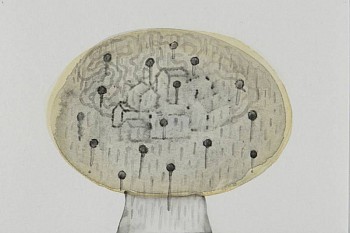 Beatrice Maleyre - Head-nails