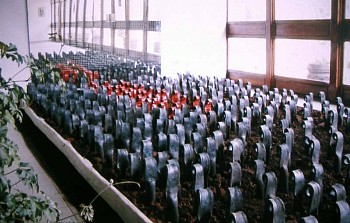 Bekele Mekonnen -&nbsp;365 Questions