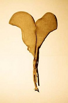 Sven Lukin - Proboscidae