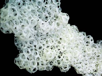 Michele Kong - Expanse