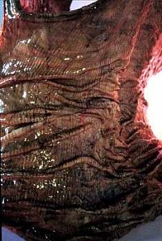 Elanit Kayne - Cast Detail