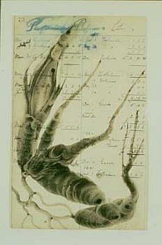 Virgil Grotfeldt - Healing Plants