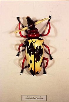 Justin Gibbens - Texas Longhorn Beetle
