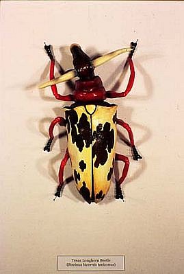 Justin Gibbens
Texas Longhorn Beetle, 2005
acrylic, sculpy, toy parts, shadow box, 12 x 15 inches