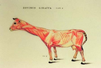 Justin Gibbens - Bovinus Giraffa, Musculature Study