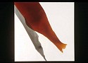 Lilly Fenichel, Untitled No. 71
2007, oil on synthetic paper