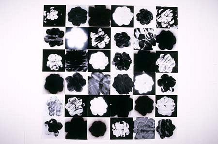Graham Fletcher
Wallflowers, 2000
enamel on acetate, 178 x 178 cm