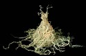 Susan Freda, Moss Apparition
1999, usnea moss