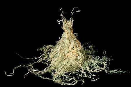Susan Freda
Moss Apparition, 1999
usnea moss, 12 x 4 x 7 inches