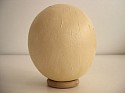 Eduardo Costa, Painting of a Fresh Ostrich Egg
2004, dry acrylic paint shell with fresh acrylic yolk and egg white inside