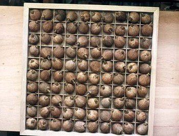 Allan Cosio -&nbsp;Untitled