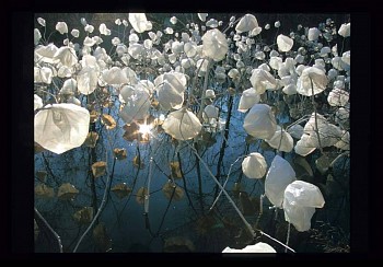 Artist: Claudia Borgna