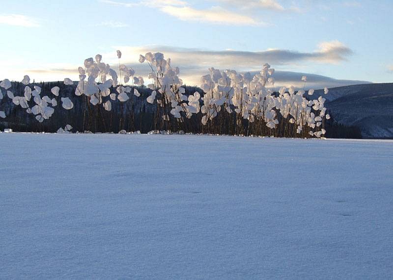 Claudia Borgna
Pilgrimage to Perdition, 2007
plastic bags, tree branches, ice, 2000 cm