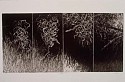 Cynthia Back, Entangled III
1994, etching, aquatint