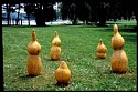 Anne Alexander, Sprouting Bulbs
1994, maple