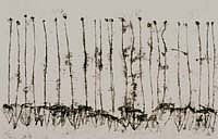 Annie Stromquist Biography