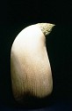 Kyoung Ae Cho, Meditation
1993, wood, pine needles
