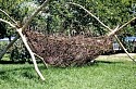 Ursula Clark, Ancient Vessel
2000, birch, vines, willow