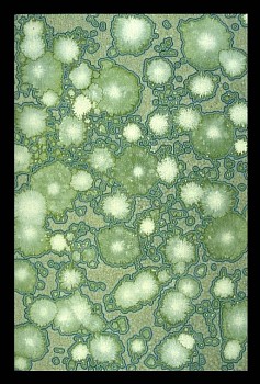 Andrea Way -&nbsp;Chalcedony