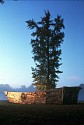 Alzaruba, Hunting Light
2001, wood, tree, mulch, quotes