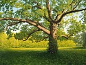 Timothy Arzt, Portrait of a Tree
2004, oil on linen