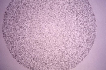 Ricardo Lanzarini - Circulo muy Habitado