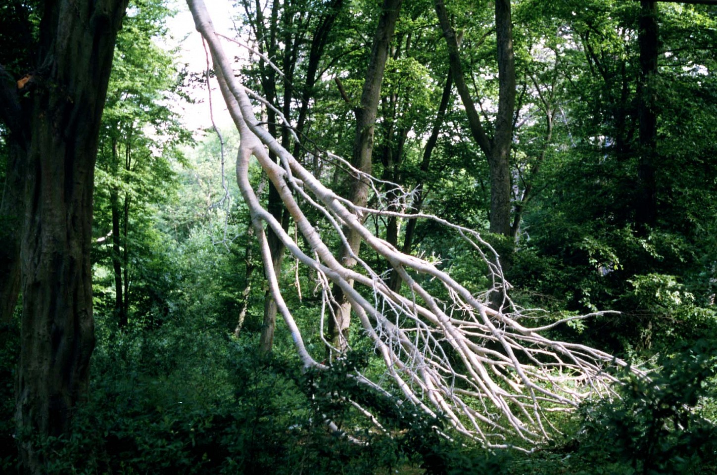 Jane Dunn
Dying Branch, 1996
felt, wood, 240 x 180 x 180 in.