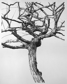 Artist: Sandra Allen