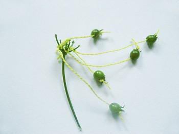 Leah Gauthier - Coriander Seeds #1