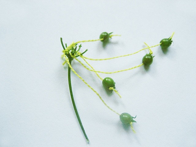 Leah Gauthier
Coriander Seeds #1, 2011
coriander seeds grown by the artist and embroidery thread, 2" x variable
