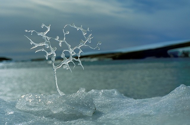 Maria Buchner
Antarctic Tree, 2002
ice sculpture, 190 x 185 x 9 mm
East Bay of Mawson, Antarctica