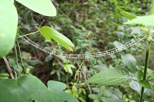 Maria Buchner
. . . on the other side, 2005
suspension bridge made from blades of grass, 23 x 0.5 x 0.6 cm
Tropical rainforest, Northern Queensland