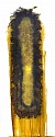 Alexander Viscio, Gag
1998, dust mop, shellac, pigment laminated on glass