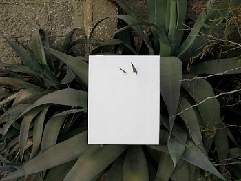 Wojciech Gilewicz - Bat Yam