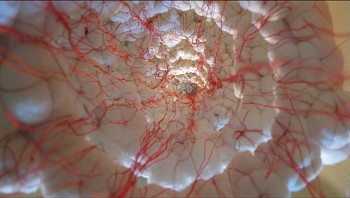 Ana B. Hernandez - Antibodies VI:Script