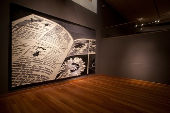 Monica Bengoa -&nbsp;Some considerations on insects: Long-horned Bee (Eucera longicornis)