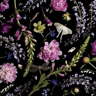 Paulette Tavormina
Peonies and Wisteria, 2014
archival digital pigment print, 36 x 36 in.