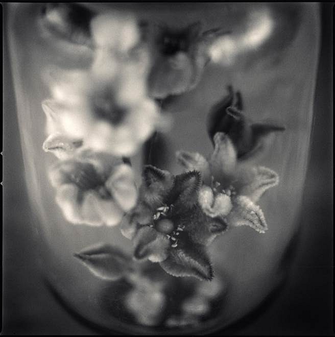 Hiroshi Watanabe
Pipe-cleaner Flower Arrangement in Gallon Jug, Tule Lake, California, 2009
Toned silver gelatin print, 10 x 10 in.