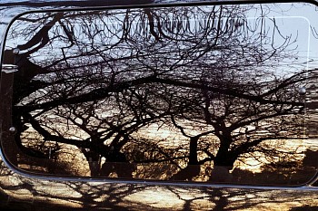 Florencia Levy - From the series Fossil Place, “There is a place where you can go to see the trees that remains”