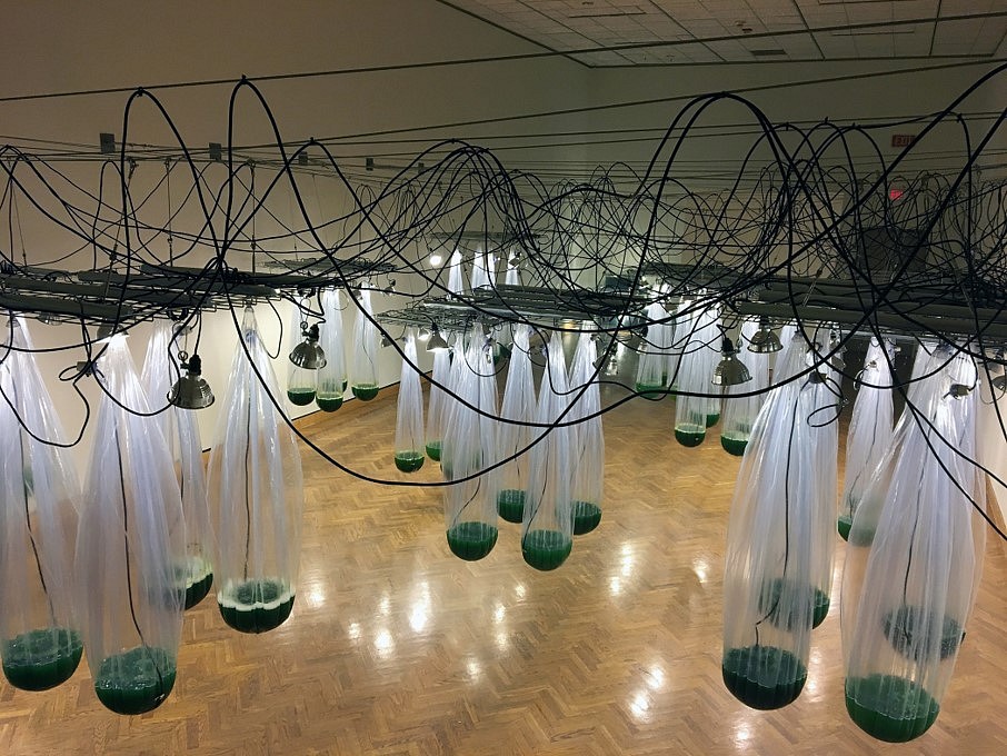 Alison Hiltner
It Is Yesterday, 2017
52 plastic polymer vessels filled with cyanobacteria (spirulina), sensor, pumps, relays, various hardware, steel and stainless steel, video projection, workstation with tanks, 24 x 100 x 20 feet
By breathing into the sensor, visitors create an exchange with the cyanobacteria, their carbon dioxide for the cyanobacteria's release of more oxygen in the form of more bubbling as an excited utterance. The aggregate CO2 data that is collected acts as a baseline for the aeration pumps allowing the sacks to "inhale" and "exhale", when the audience is not controlling the sacks with their breath.