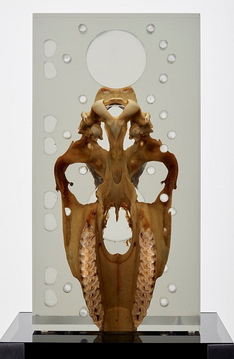 Matthew Angelo Harrison
Dark Silhouette: Zebra Manifold Composition no.1, 2018
Zebra bone, polyurethane resin, anodized aluminum, acrylic, Overall: 66 1/2 x 13 x 13 inches
Sculpture: 18 1/2 x 9 3/4 x 3 3/4 inches
Pedestal: 48 x 13 x 13 inches