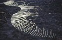 Strijdom van der Merwe, arranging a swirling pattern. Stellenbosch mountain, South Africa
2012, found grass on site