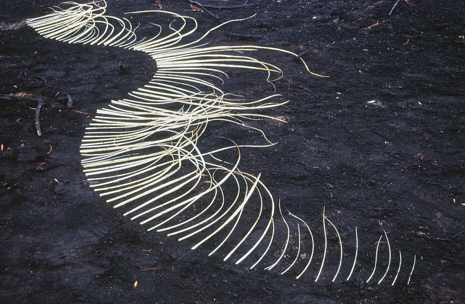 Strijdom van der Merwe
arranging a swirling pattern. Stellenbosch mountain, South Africa, 2012
found grass on site, 3m x 500mm
