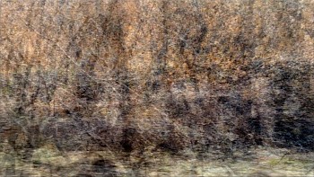 Penny Olson - Burn 11-47-21 (Spring)